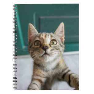Cutest Baby Animals   Cute Tabby Kitten Notebook