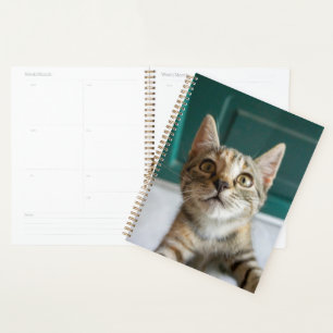 Cutest Baby Animals   Cute Tabby Kitten Planner