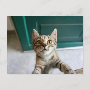Cutest Baby Animals Cute Tabby Kitten Postcard