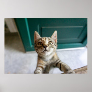 Cutest Baby Animals Cute Tabby Kitten Poster
