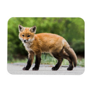 Cutest Baby Animals   Cutey Fox Magnet