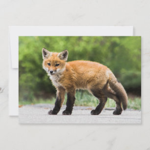 Cutest Baby Animals Cutey Fox Thank You Card