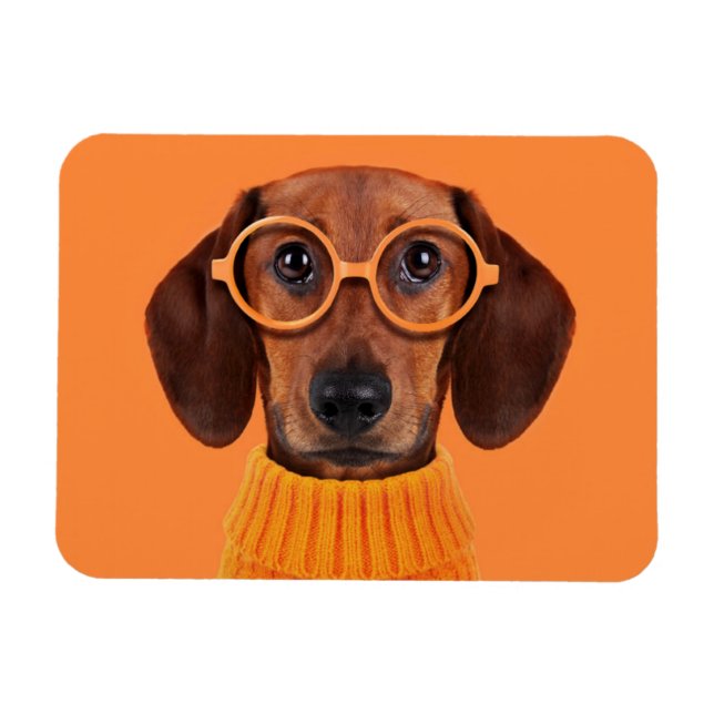 Cutest Baby Animals | Dachshund Orange Sweater Magnet (Horizontal)