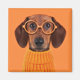 Cutest Baby Animals   Dachshund Orange Sweater Magnet