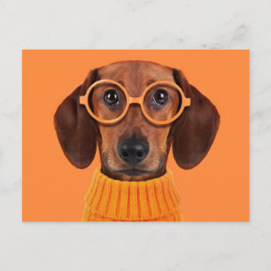 Cutest Baby Animals Dachshund Orange Sweater Postcard