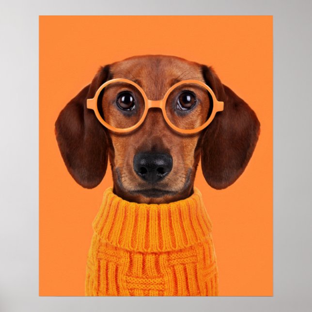 Cutest Baby Animals | Dachshund Orange Sweater Poster (Front)