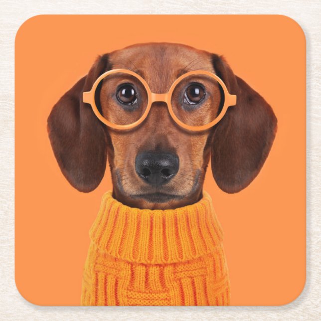 Cutest Baby Animals | Dachshund Orange Sweater Square Paper Coaster (Front)