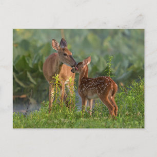 Cutest Baby Animals Deer and Baby Postcard