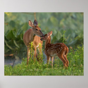 Cutest Baby Animals   Deer and Baby Poster