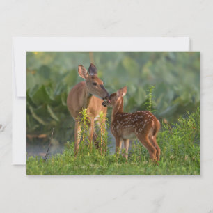 Cutest Baby Animals   Deer and Baby Thank You Card