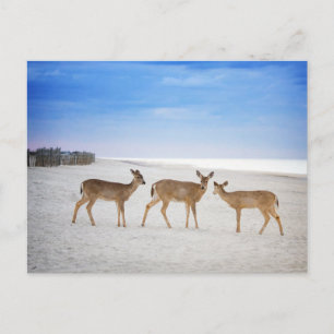 Cutest Baby Animals Deer at the Beach Postcard