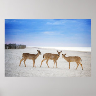 Cutest Baby Animals   Deer at the Beach Poster