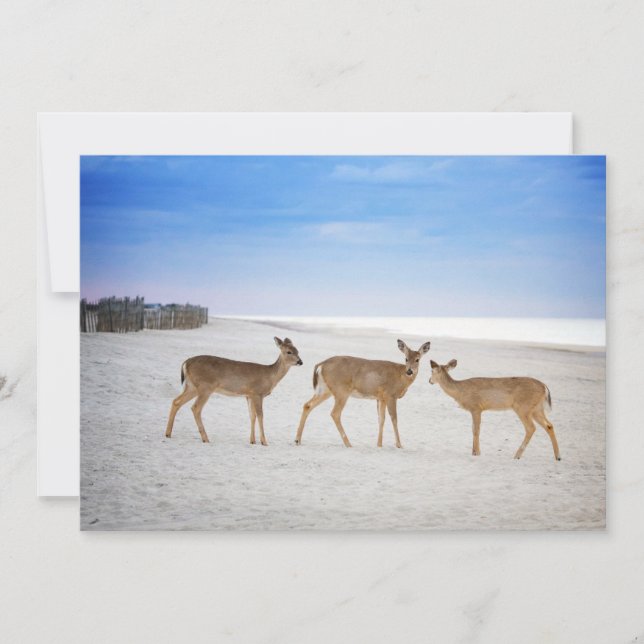 Cutest Baby Animals | Deer at the Beach Thank You Card (Front)