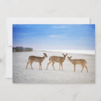 Cutest Baby Animals | Deer at the Beach