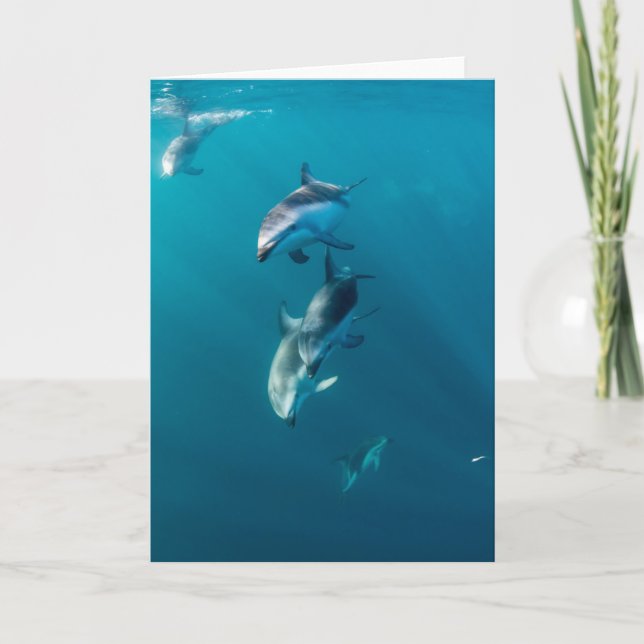 Cutest Baby Animals | Dolphin Family Card (Front)