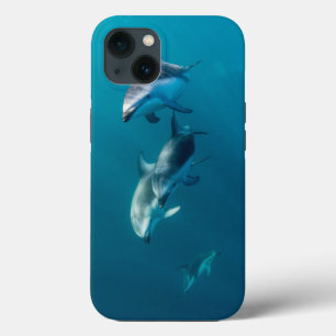 Cutest Baby Animals   Dolphin Family iPhone 13 Case
