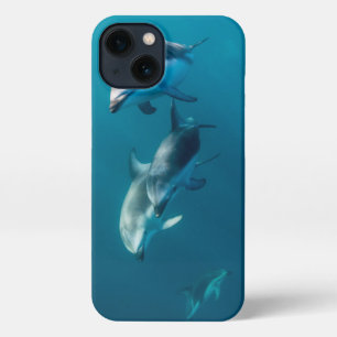 Cutest Baby Animals   Dolphin Family iPhone 13 Case