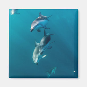 Cutest Baby Animals Dolphin Family Magnet