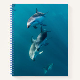 Cutest Baby Animals   Dolphin Family Notebook