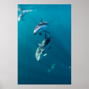 Cutest Baby Animals   Dolphin Family Poster