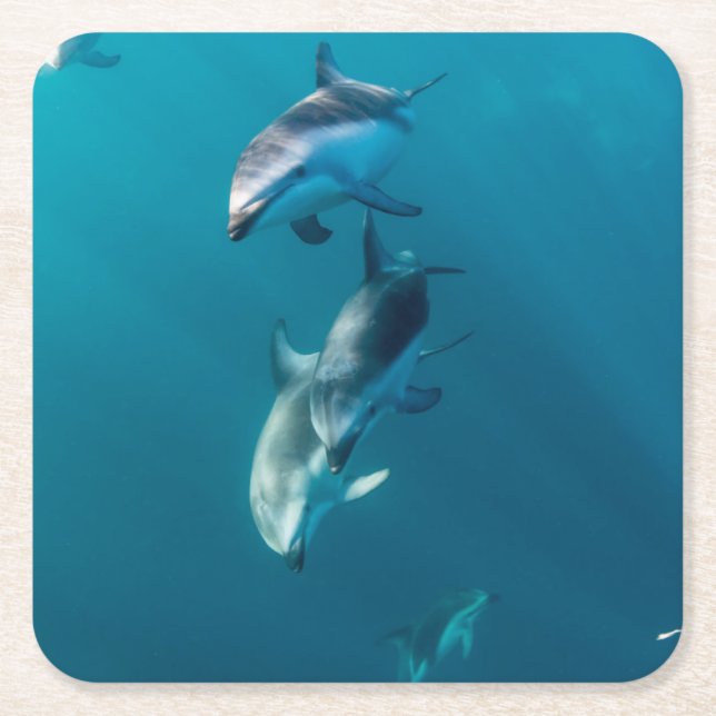 Cutest Baby Animals | Dolphin Family Square Paper Coaster (Front)
