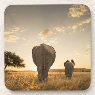 Cutest Baby Animals Elephant Calf & Mother Coaster