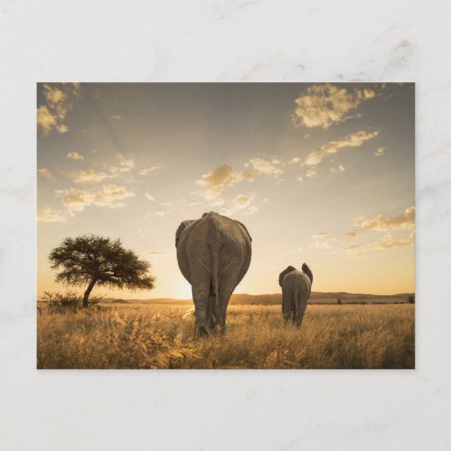 Cutest Baby Animals | Elephant Calf & Mother Postcard (Front)