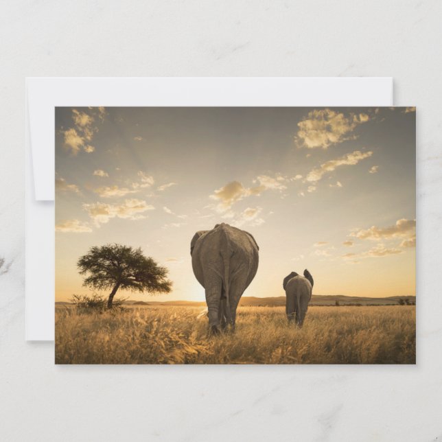 Cutest Baby Animals | Elephant Calf & Mother Thank You Card (Front)