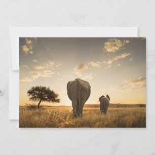 Cutest Baby Animals   Elephant Calf & Mother Thank You Card