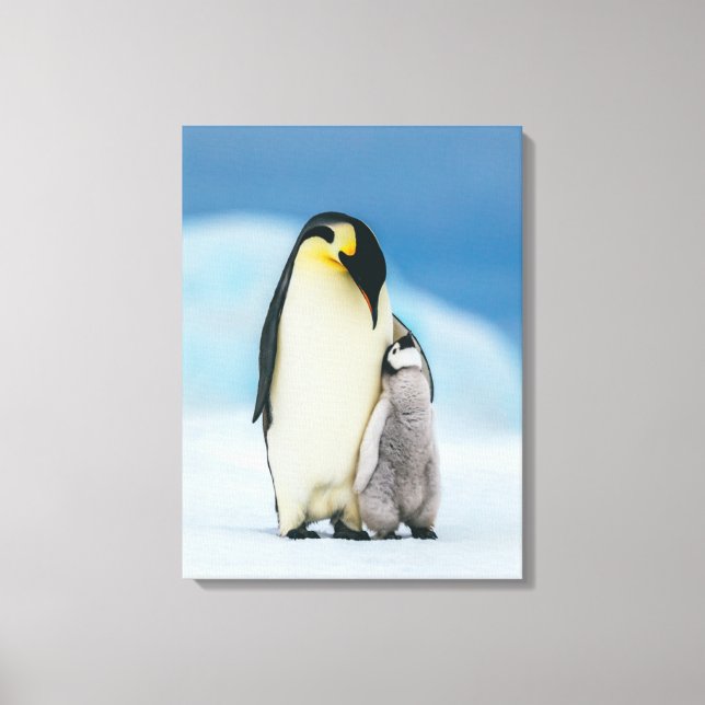 Cutest Baby Animals | Emperor Penguin Chick Canvas Print (Front)