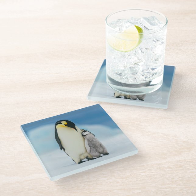 Cutest Baby Animals | Emperor Penguin Chick Glass Coaster (Angled)