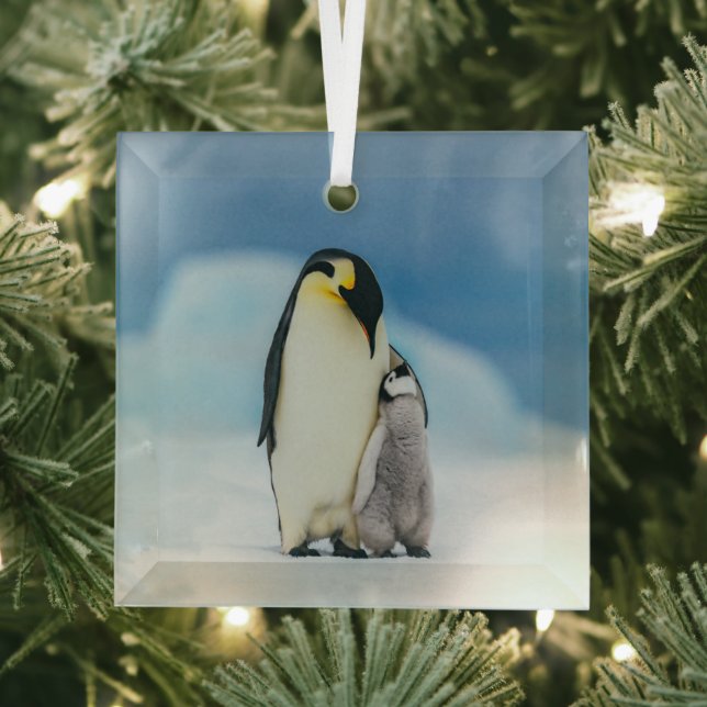 Cutest Baby Animals | Emperor Penguin Chick Glass Tree Decoration (Insitu)