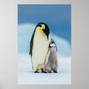 Cutest Baby Animals   Emperor Penguin Chick Poster