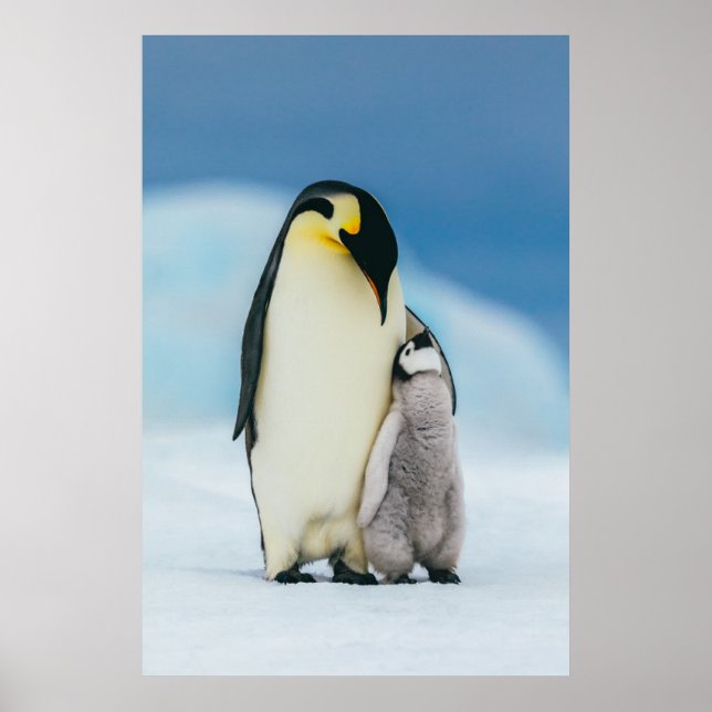 Cutest Baby Animals | Emperor Penguin Chick Poster (Front)