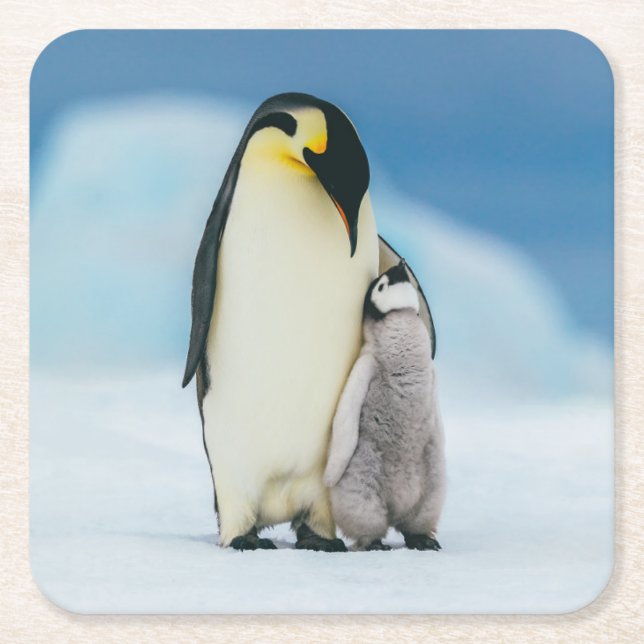 Cutest Baby Animals | Emperor Penguin Chick Square Paper Coaster (Front)