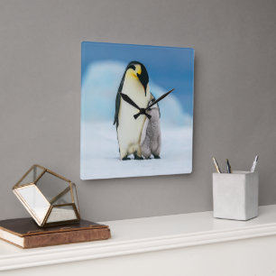 Cutest Baby Animals   Emperor Penguin Chick Square Wall Clock
