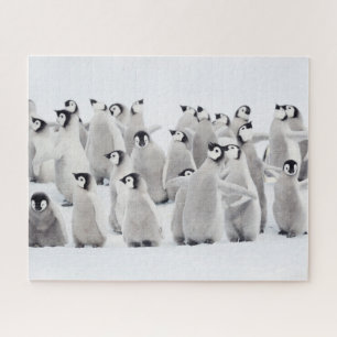 Cutest Baby Animals   Emperor Penguin Chicks Jigsaw Puzzle