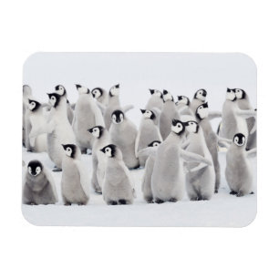 Cutest Baby Animals Emperor Penguin Chicks Magnet