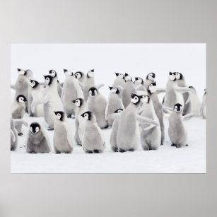 Cutest Baby Animals   Emperor Penguin Chicks Poster