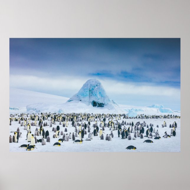 Cutest Baby Animals | Emperor Penguin Colony Poster (Front)