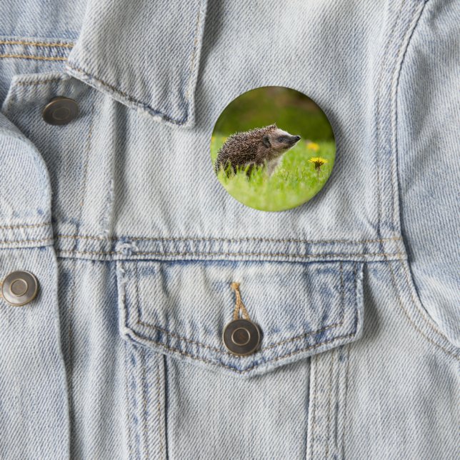 Cutest Baby Animals | European Hedgehog 6 Cm Round Badge (In Situ)