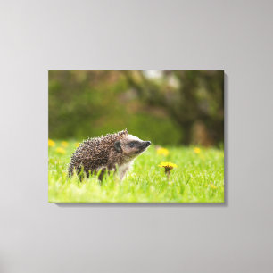Cutest Baby Animals European Hedgehog Canvas Print