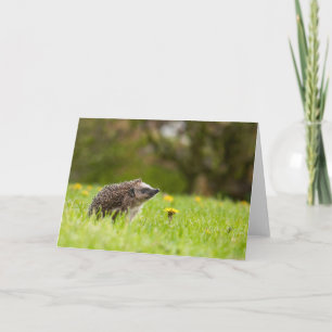 Cutest Baby Animals European Hedgehog Card
