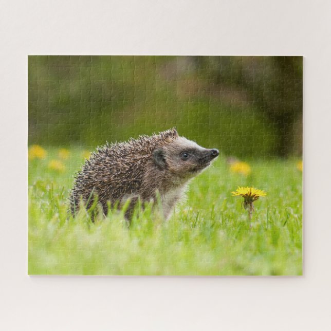 Cutest Baby Animals | European Hedgehog Jigsaw Puzzle (Horizontal)