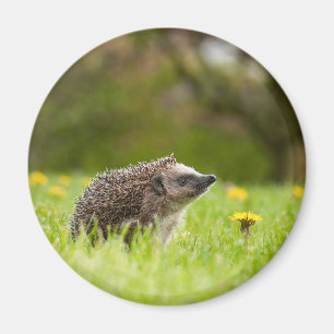 Cutest Baby Animals European Hedgehog Magnet