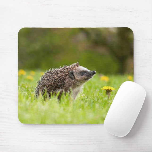 Cutest Baby Animals | European Hedgehog Mouse Mat (With Mouse)