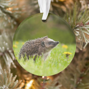 Cutest Baby Animals European Hedgehog Ornament