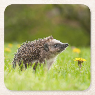 Cutest Baby Animals   European Hedgehog Square Paper Coaster