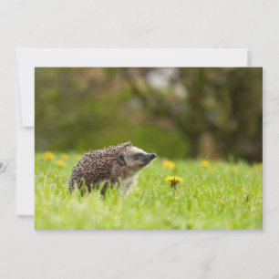 Cutest Baby Animals   European Hedgehog Thank You Card