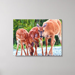 Cutest Baby Animals   Fawn with Babies Canvas Print